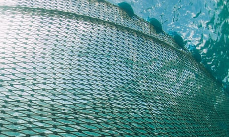 A shark net