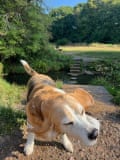 Dog outside in the country