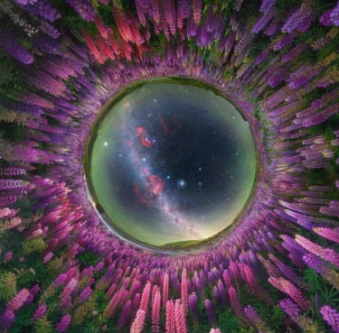 The Milky Way rising above a blooming field of lupines in New Zealand during November, when spring wildflowers transform the landscape beneath the night sky. Using a fisheye perspective, the flowers encircle the scene, forming a natural frame that draws the viewer into the celestial sphere above