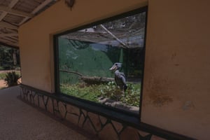 Conservation Single Image. Trapped. ‘In heartbreaking contrast to its wild peers, this Shoebill stork is confined in a small dirty cage in a zoo in Entebbe, Uganda. Known for their solitary and elusive nature, Shoebills thrive in vast wetlands, hunting in silence and flying gracefully over open landscapes. Here, trapped behind glass for the entire day and on full display to the public, this majestic bird is deprived of space to fly, hunt or retreat from the constant gaze of visitors.’