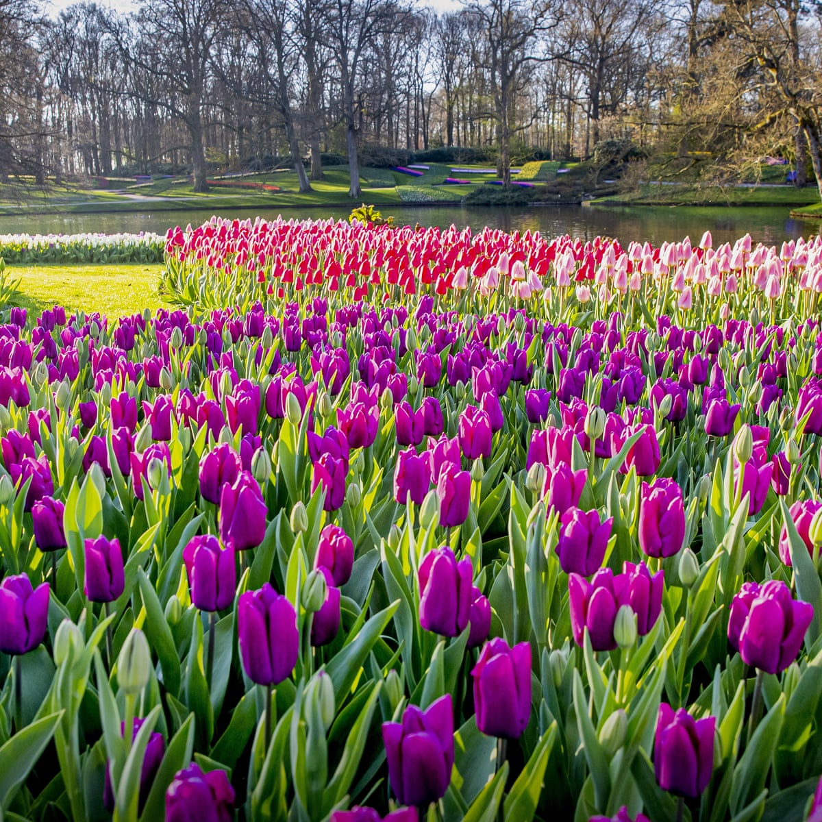 Dutch flower park's virtual tour brings its blooms to living rooms ...