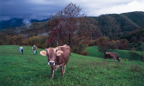 Grazing cows, Val di Vara, Italy