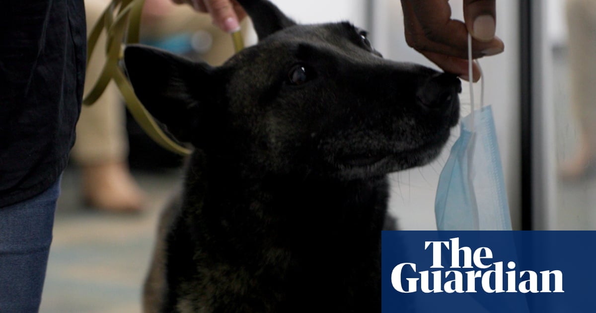 ‘A protective bubble’: Covid-sniffing dogs help scientists – and Metallica – spot infection