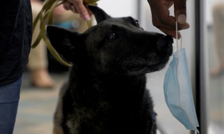 Cobra the dog sniffs a mask, a means of detecting Covid.