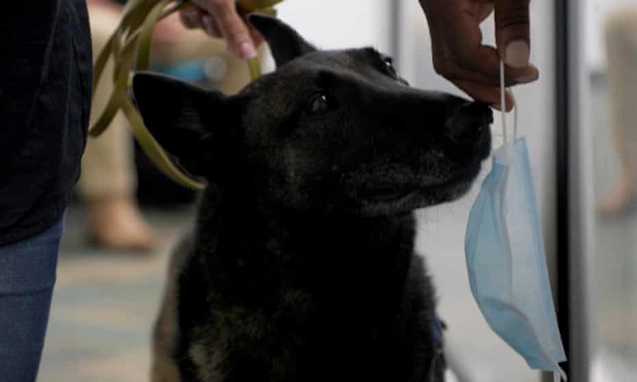 A Protective Bubble Covid Sniffing Dogs Help Scientists And Metallica Spot Infection Coronavirus The Guardian A Protective Bubble Covid Sniffing Dogs Help Scientists And Metallica Spot Infection Coronavirus The Guardian