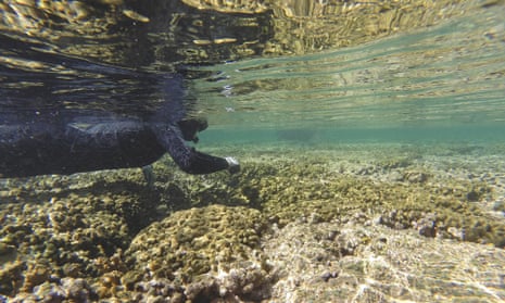A researcher swims above coral being studied for bleaching, in Kaneohe Bay near Kaneohe, Hawaii. 