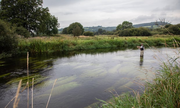 A fisherman in waders casts his line standing in a weed-filled river in rolling countryside. 