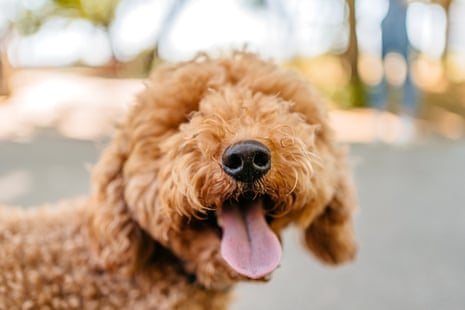 A friendly labradoodle looks at the camera with its tongue hanging out