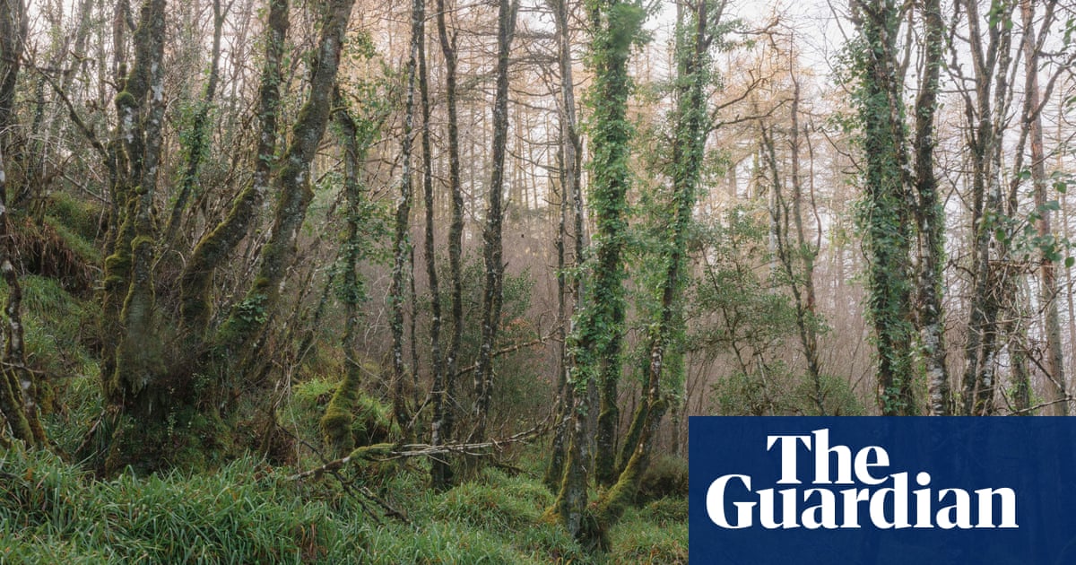 Scientists Warn Natural Tree Colonization Fails Carbon Capture
