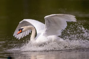 Um cisne cai em uma piscina para aproveitar o brilho quente da luz da manhã em Kidderminster, Reino Unido