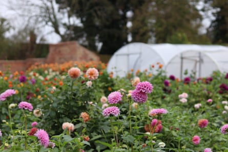 Dahlias grow at Howbury Farm near Bedford.