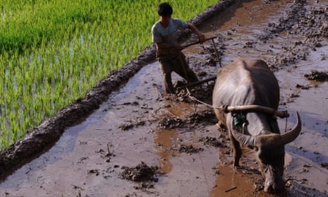 Vietnam rice farm