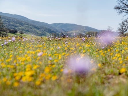 A lush mountain landscape is covered in yellow and purple wildflowers.
