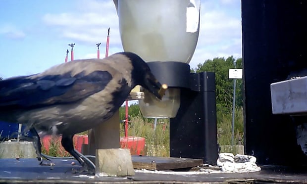 A crow with a cigarette in its beak
