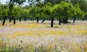 A meadow near Manacor.
