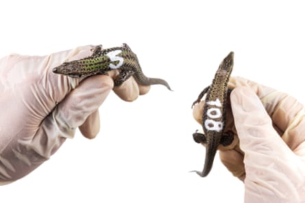 Gloved hands hold two lizards, one with the number 5 written in white on its back, the other with the number 108 on its back.