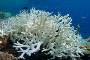 Coral bleaching in the Maldives during May 2016