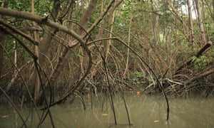 Mangrove trees dip into the water near Isla Corazón, Ecuador