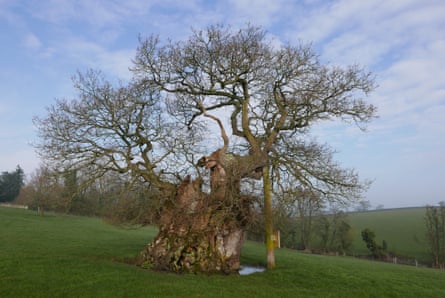 Wyndham’s oak in dorset