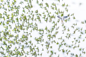 Uma pipa de ombros pretos caça ratos enquanto periquitos voam sabendo que a pipa não é uma ameaça para eles. Por cinco dias seguidos, Davis saiu antes do amanhecer para a represa em uma propriedade de gado remota perto de Alice Springs