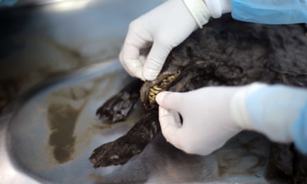 A scientist performs an autopsy of the remains of one of the puppies.