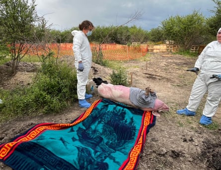 Two people in white hazmat suits stand by a pig carcass lying on a blanket in a dry scrubby landscape