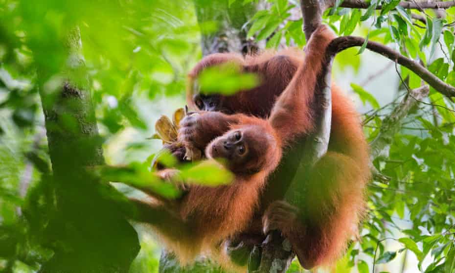 Sumatarn Orangutans are pictured in the Leuser ecosystem, August 2015