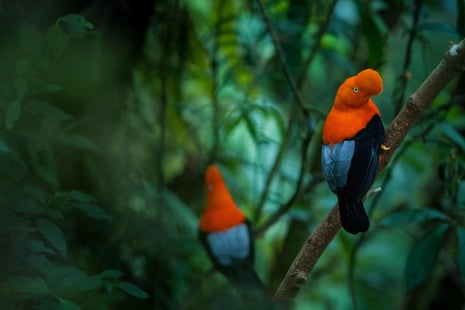 Two birds, with orange, blue and black colouration, sitting on the branch of a tree.