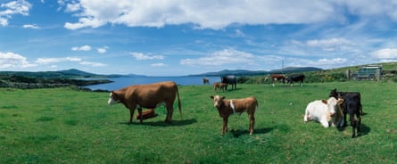 Cattle in Sheeps Head, Co Cork, Ireland