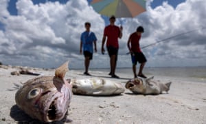 Toxic Red Tide Algae Bloom Is Killing Florida Wildlife