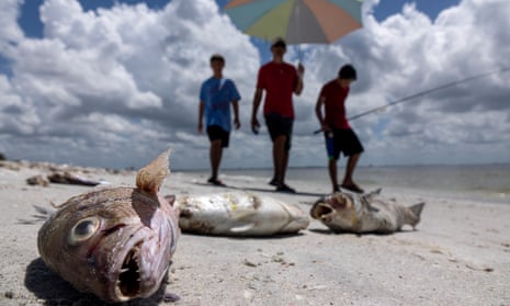 Fish washed up after dying in a red tide in Captiva, Florida.