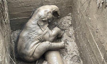 An elephant calf sits in a manhole on top of a drainage pipe