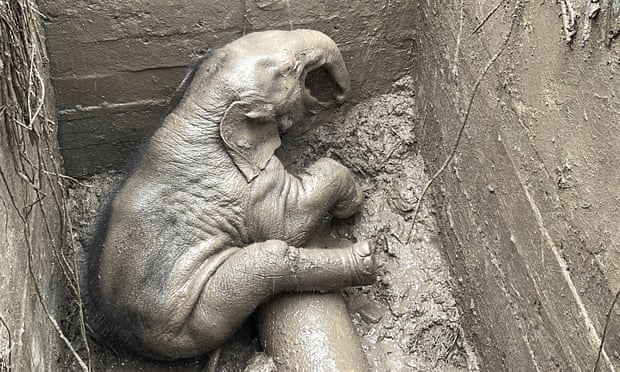 An elephant calf sits in a manhole on top of a drainage pipe