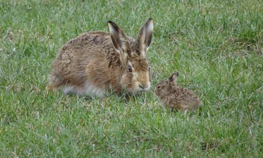 A Cumbrian hare and a leveret on 5 March.