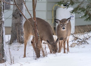 Deer roam through Truro, Canada