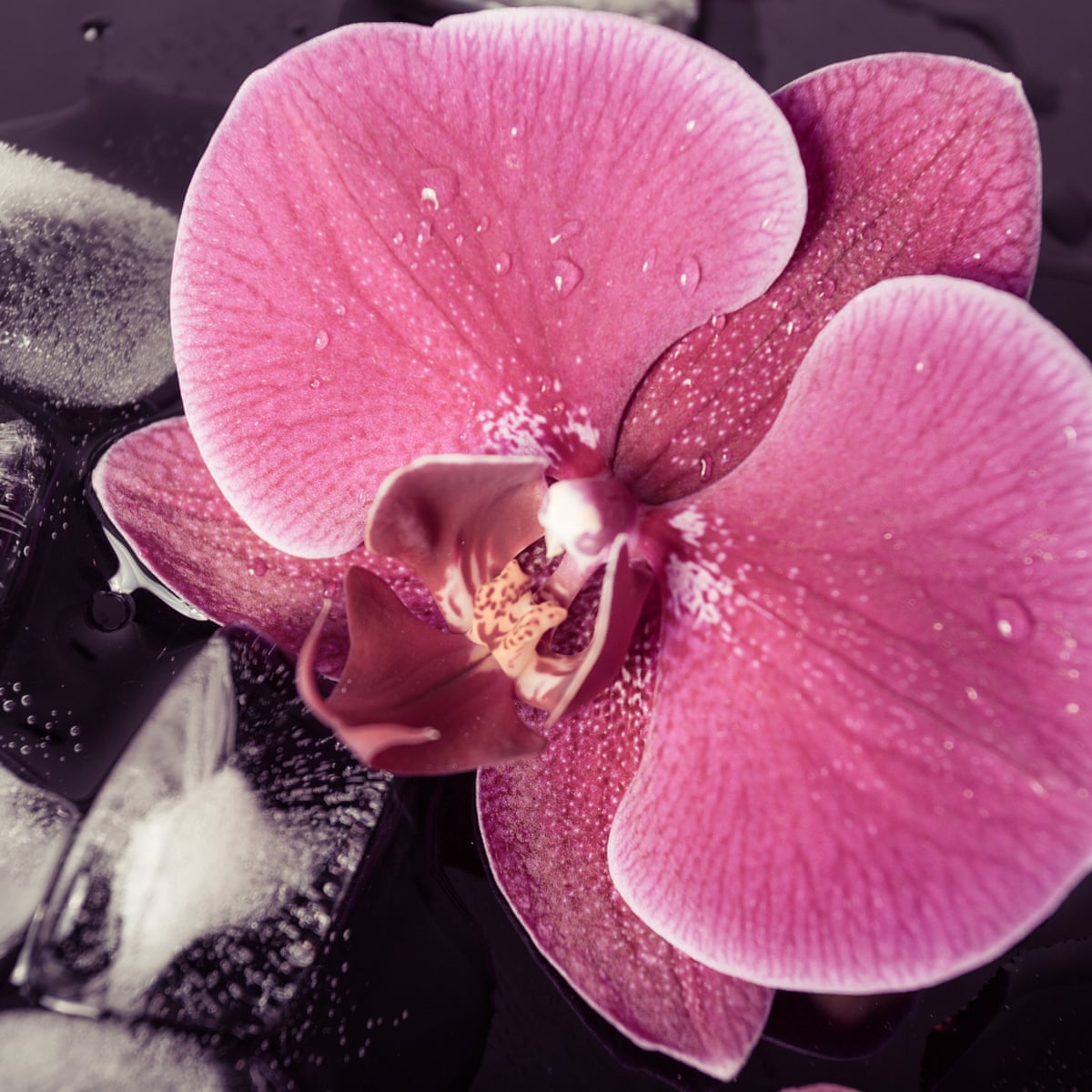 Imagine Using Liquid Water Why People Water Their House Plants With Ice Cubes Australian Lifestyle The Guardian Imagine Using Liquid Water Why People Water Their House Plants With Ice Cubes Australian Lifestyle The Guardian