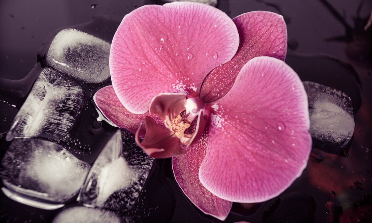 Imagine Using Liquid Water Why People Water Their House Plants With Ice Cubes Life And Style The Guardian