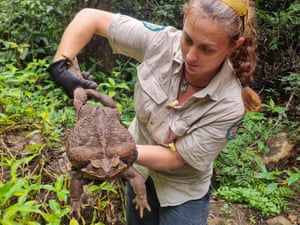 Um guarda florestal segura um sapo-cururu pesando 2,7 kg descoberto no parque nacional de Conway, em Queensland, Austrália