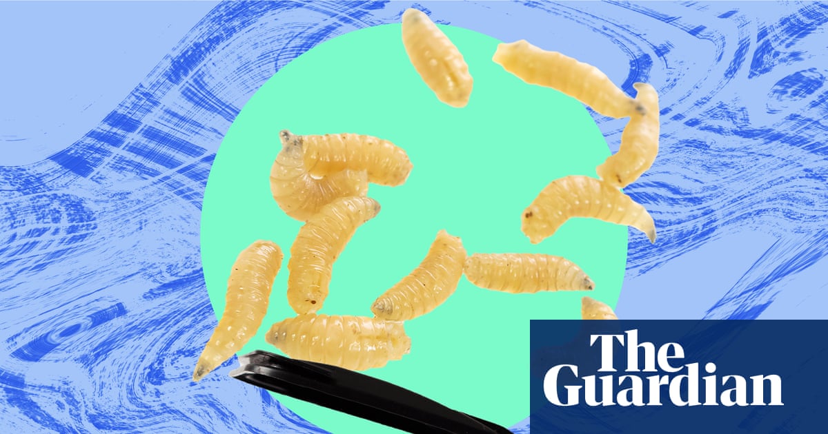 The pest I’ll never forget: the maggots that rained down like hail