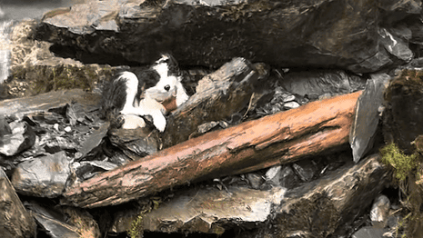 Моллі бордер-коллі сидить на скелястій місцевості біля водоспаду