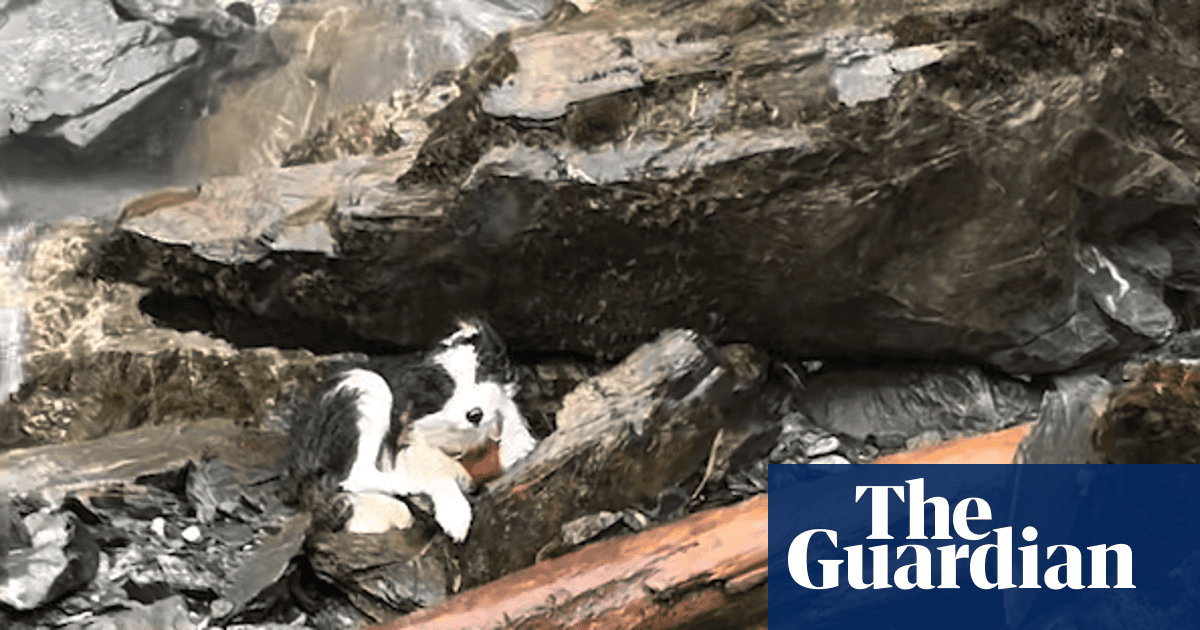 Border collie rescued after a week missing in remote New Zealand wilderness – video