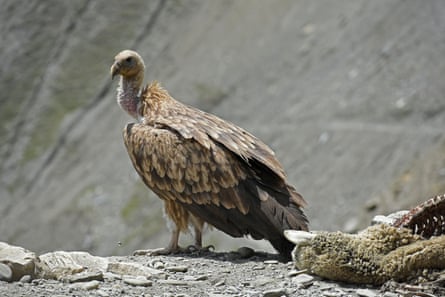 A vulture beside a sheep carcass