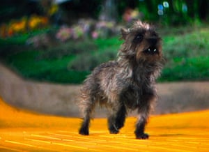 Toto from The Wizard Of Oz, 1939