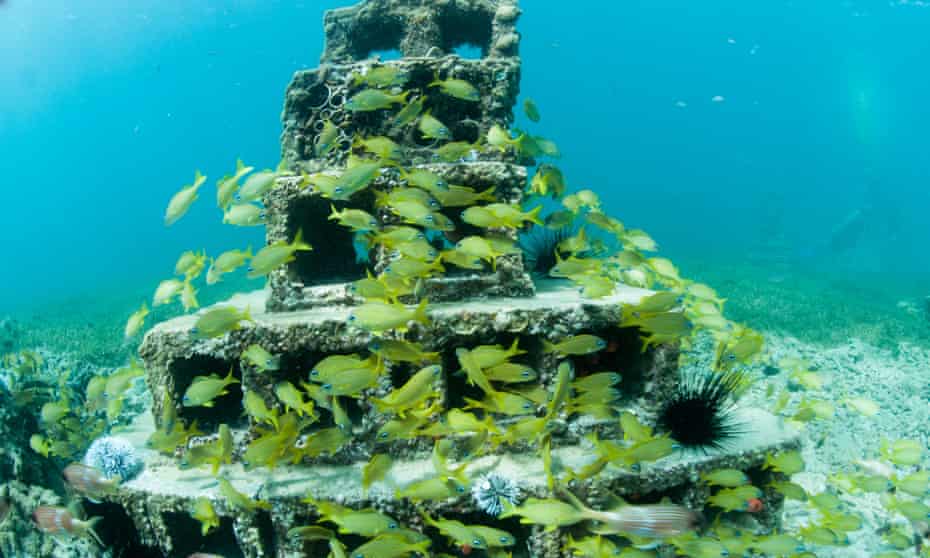 From concrete to coral: breeze blocks make a splash regenerating reefs