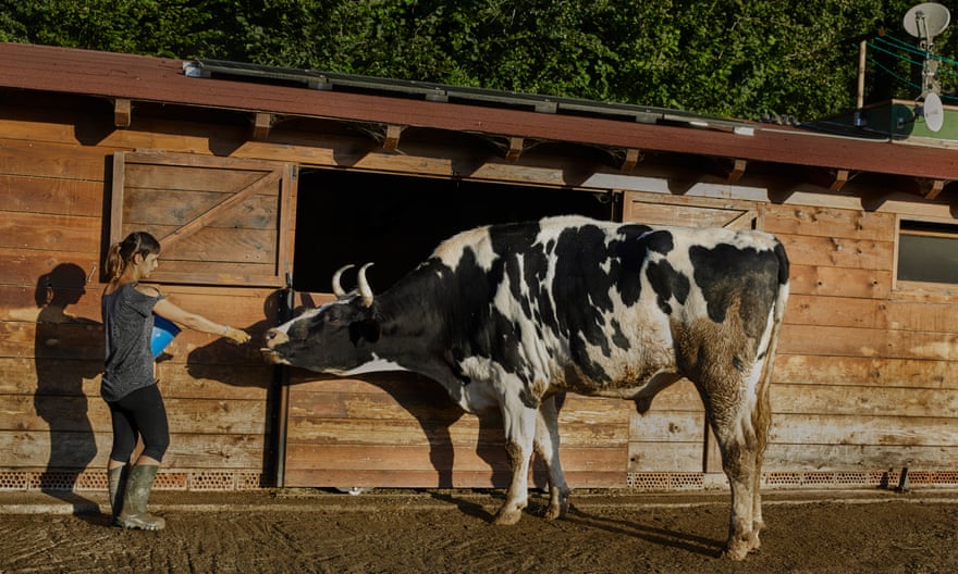Olivia Gómez de Zamora tries to tempt Pedro the bull at the Gaia animal sanctuary in Spain