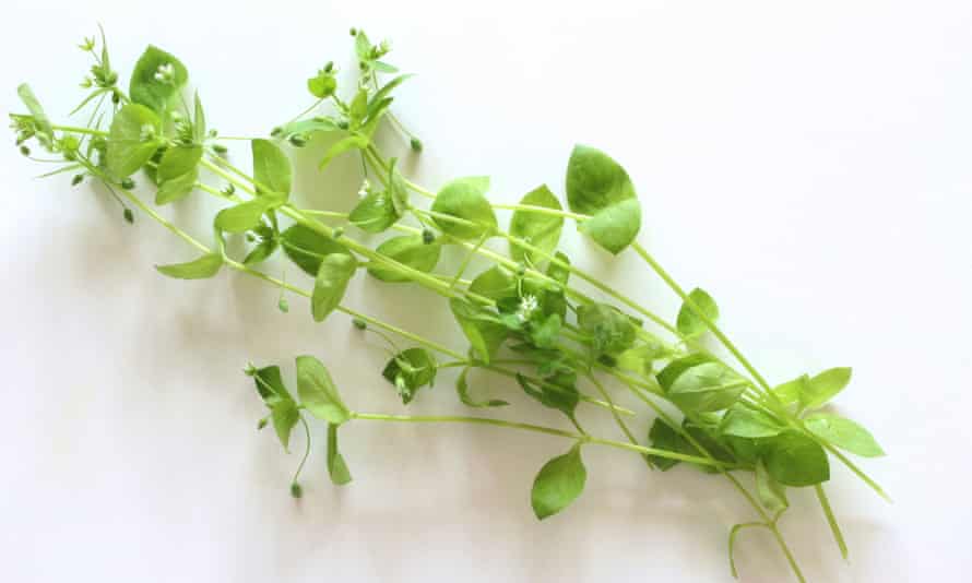Like corn salad ... Chickweed.