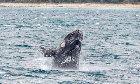 A southern right whale breaches out of the water with the sandy shoreline in the background