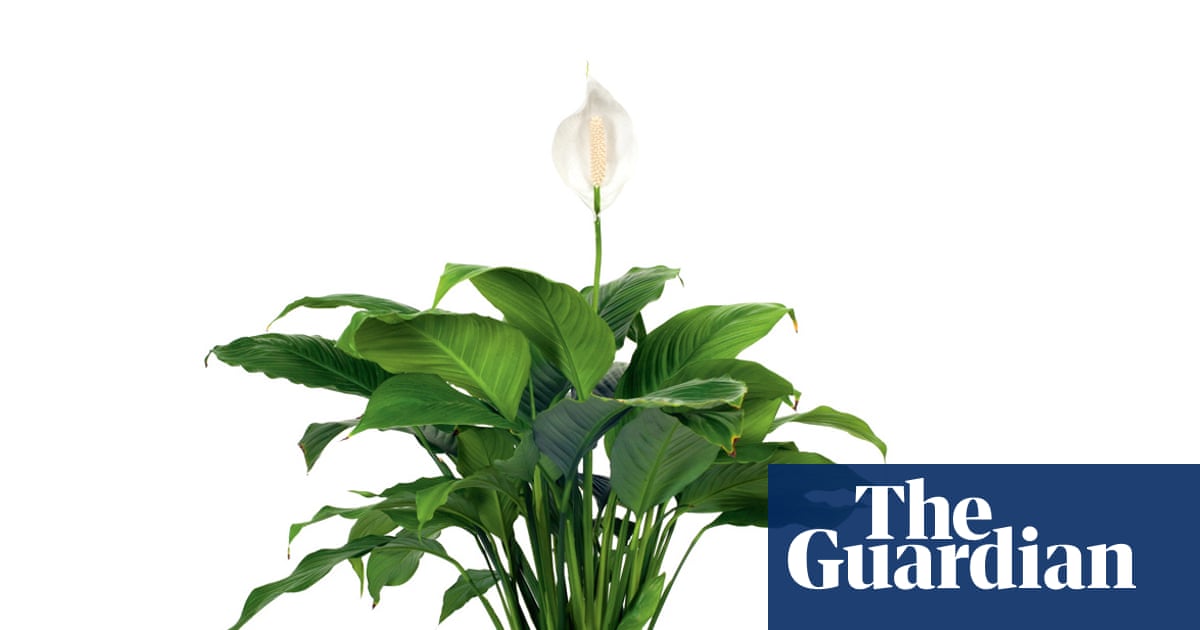 Houseplant clinic: why has my peace lily got streaky leaves?