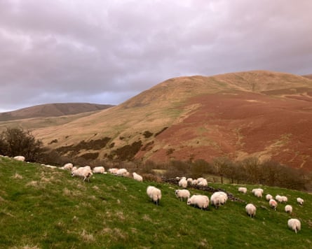 Sheep on the fells on Andrea's farm