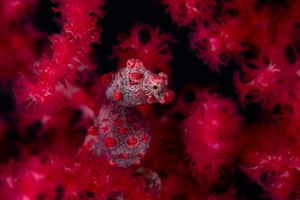 Underwater category winner: Red in Red by Georg Nies, Germany (pygmy seahorse)